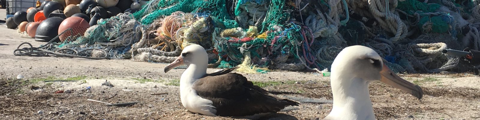 Save the Albatross Coalition