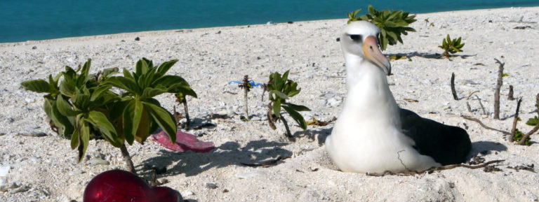 Blumenfeld J Midway 2016 01 Laysan Albatross Beach Time