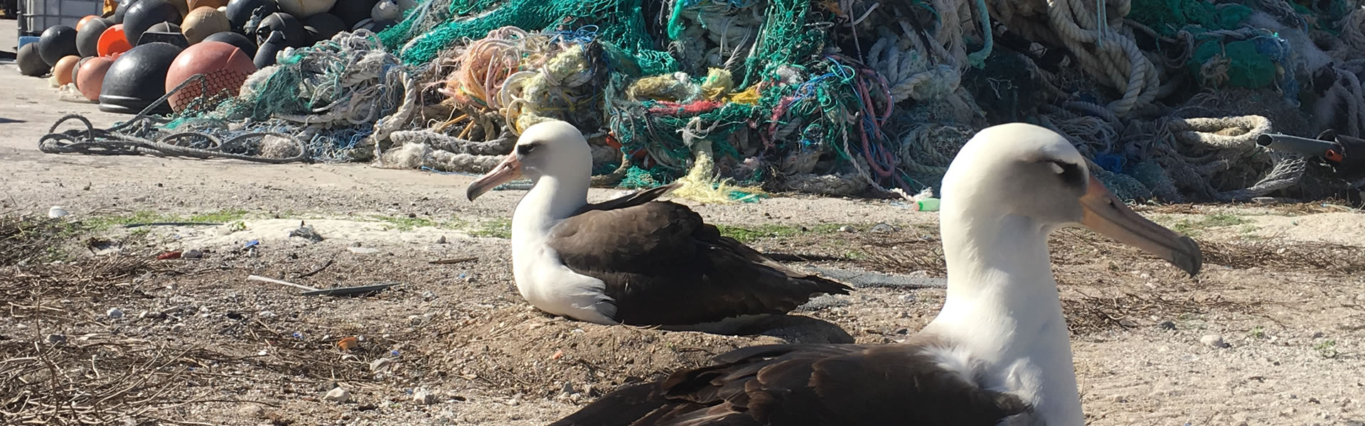 Blumenfeld-J-Midway-2016-01-Laysan-Albatross-Midway-Island-Marine-Pollution-Dump-B-Pair-cropped